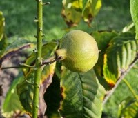Aesculus parviflora - Herfstpaardenkastanje - 1