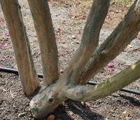 Lagerstroemia indica 'Rosea' - Indische sering - 1