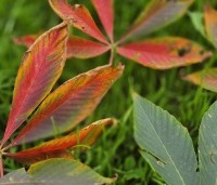 Aesculus x Arnoldiana 'Autumn Splendor' - Kastanjeboom met rode herfstkleuren - 6