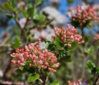 Viburnum Burkwoodii - Sneeuwbal Burkwoodii - 4
