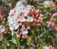 Viburnum Burkwoodii - Sneeuwbal Burkwoodii - 5