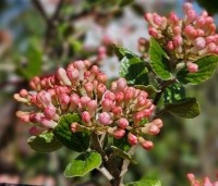 Viburnum Burkwoodii - Sneeuwbal Burkwoodii - 3