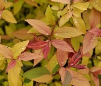 Spiraea japonica 'Goldflame'  - Spierstruik 'Goldflame' - 4
