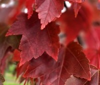 Acer rubrum 'Brandywine' - Acer rubrum 'Brandywine' - 1
