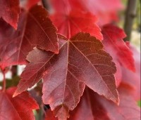 Acer rubrum 'Brandywine' - Acer rubrum 'Brandywine' - 2