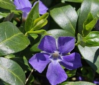 Vinca minor - Kleine maagdenpalm blauw - 2