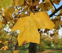 Liriodendron tulipifera - Tulpenboom - 6