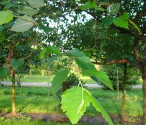 blad Betula nigra 