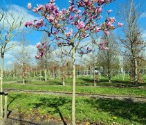 Magnolia susan