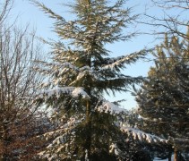 Tsuga heterophylla