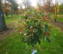 Viburnum tinus op stam
