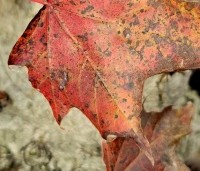 Acer platanoides 'Royal Red' - Roodbladige Noorse Esdoorn - 4