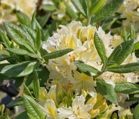 Rhododendron (AP)  'Daviesii' - Azalea 'Daviesii' - 1