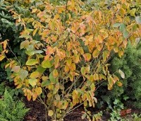 Hamamelis 'Arnolds Promise' - Toverhazelaar - herfst
