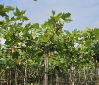 Platanus hispanica - Plataan - kruisvorm dak