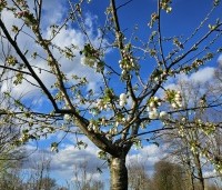 Prunus 'Fugenzo' - Japanse sierkers - 4