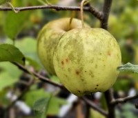 Malus dom. 'Golden Delicious' - Malus dom. 'Golden Delicious' - 2
