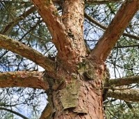 Pinus sylvestris - Grove den - 1