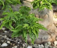 Acer palmatum 'Shishigashira' - Japanse Esdoorn 'Shishigashira' - 1