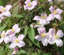 Clematis montana 'Rubens'