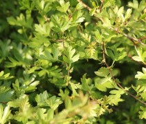 Crataegus monogyna
