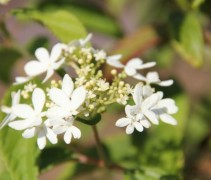 Viburnum watanabe