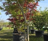Acer palmatum 'Tsumabeni' - Acer palmatum 'Tsumabeni' Japanse kleinbladige esdoorn - 3