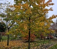 Liquidambar formosana var. monticola - Taiwanese amberboom - 4