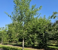Morus nigra - Zwarte moerbei - juni 2025 kwekerij THB in Apeldoorn