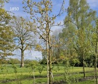 Quercus petraea - Wintereik - 4