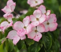 Cornus satomi - Kornoelje - 1