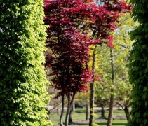 Acer palmatum 'Red Flash'