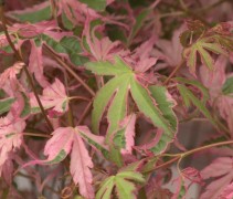 Acer Palmatum Taylor