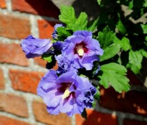 Hibiscus syr 'Oiseau Blue'