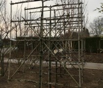 Pyrus communis 'Conference'