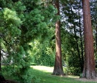 Sequoiadendron giganteum 'Glaucum' - Mammoetboom 'Glaucum' - 6