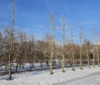 Ginkgo biloba - Japanse Notenboom - winterbeeld