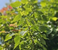 Tilia mongolica 'Buda' - Mongoolse Lindeboom - 1