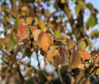 Cornus kousa - Japanse grootbloemige Kornoelje - 1