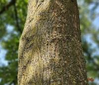 Quercus cerris - Moseik - 3