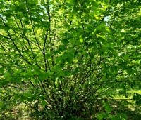 Corylus avellana - Gewone hazelaar - 3