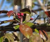 Malus toringo 'Scarlett' - Roodbladige sierappel 'Scarlett' - 3