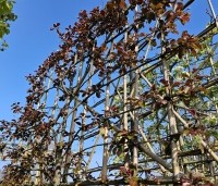 Malus toringo 'Scarlett' - Roodbladige sierappel 'Scarlett' - 2