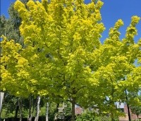 Acer plat. 'Princeton Gold' - Acer plat. 'Princeton Gold' - 3