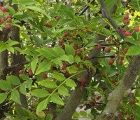 Zanthoxylum simulans - Chinese peperboom - 4