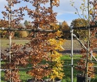 Fagus sylvatica - Groene beuk - 2