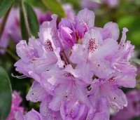 Rhododendron ponticum - Wilde rhododendron - 4