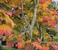 Acer japonicum 'Vitifolium' - Japanse Esdoorn 'Vitifolium' - herfstkleuren