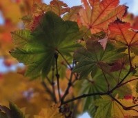 Acer japonicum 'Vitifolium' - Japanse Esdoorn 'Vitifolium' - 3