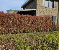 Photinia fraseri 'Red Robin'  - Glansmispel - 1